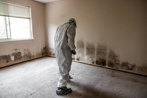 Best Mold Odor Removal Services  in Pocono Ranch Lands, PA